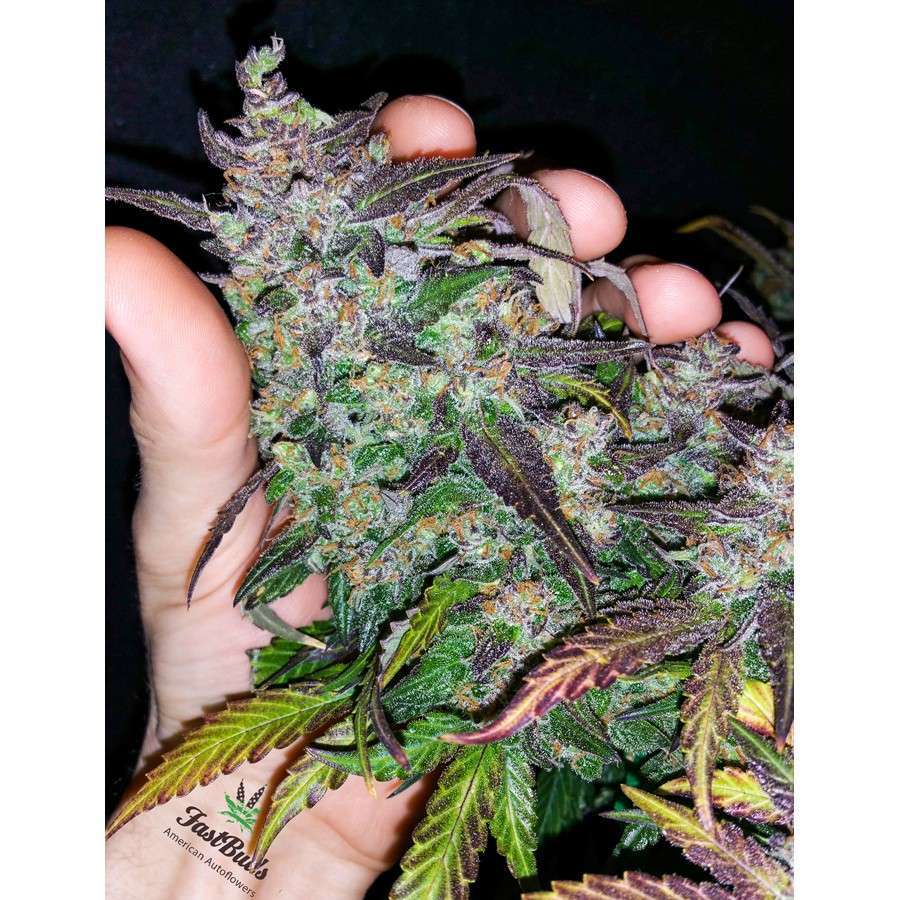 Fastberry Auto de FastBuds