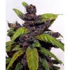 Fastberry Auto de FastBuds