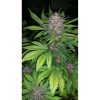 Fastberry Auto de FastBuds