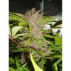 Fastberry Auto de FastBuds