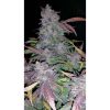 Fastberry Auto de FastBuds