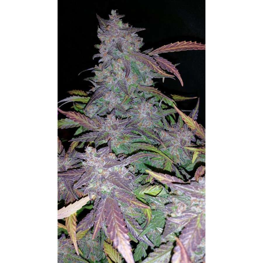 Fastberry Auto de FastBuds