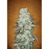 G14 Auto de FastBuds