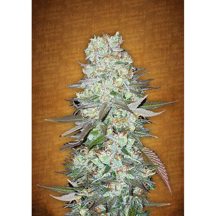 G14 Auto de FastBuds