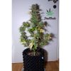 G14 Auto de FastBuds