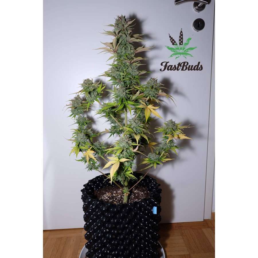 G14 Auto de FastBuds