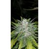 G14 Auto de FastBuds