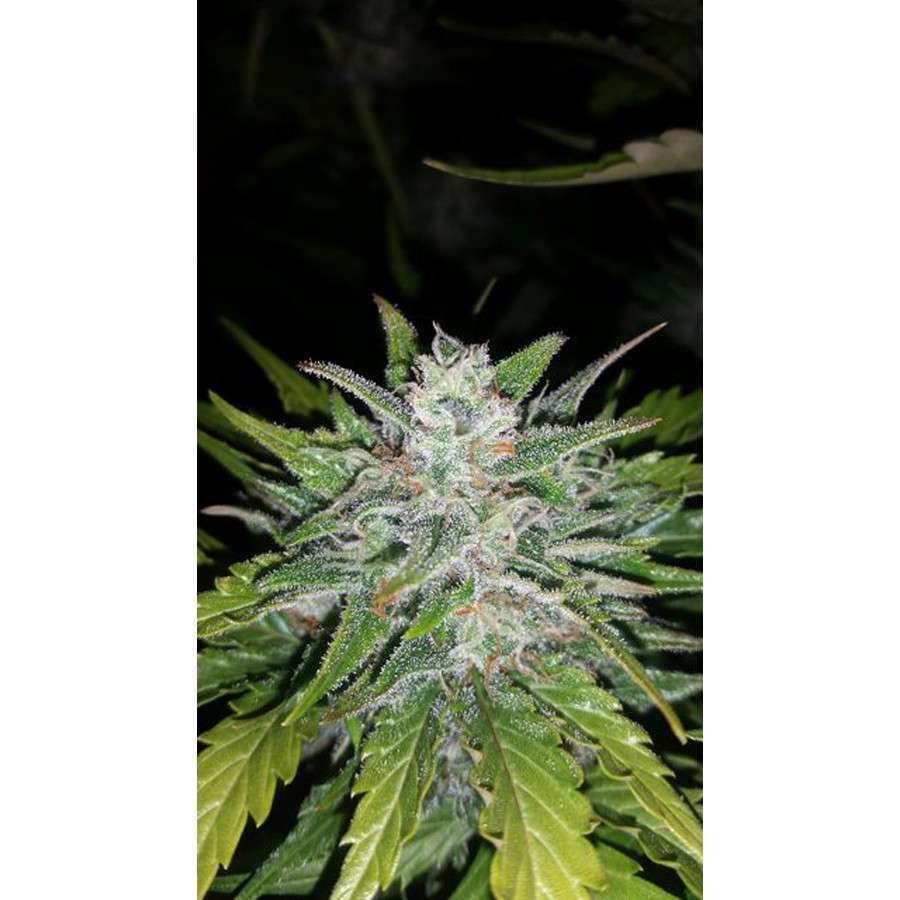 G14 Auto de FastBuds