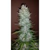 G14 Auto de FastBuds
