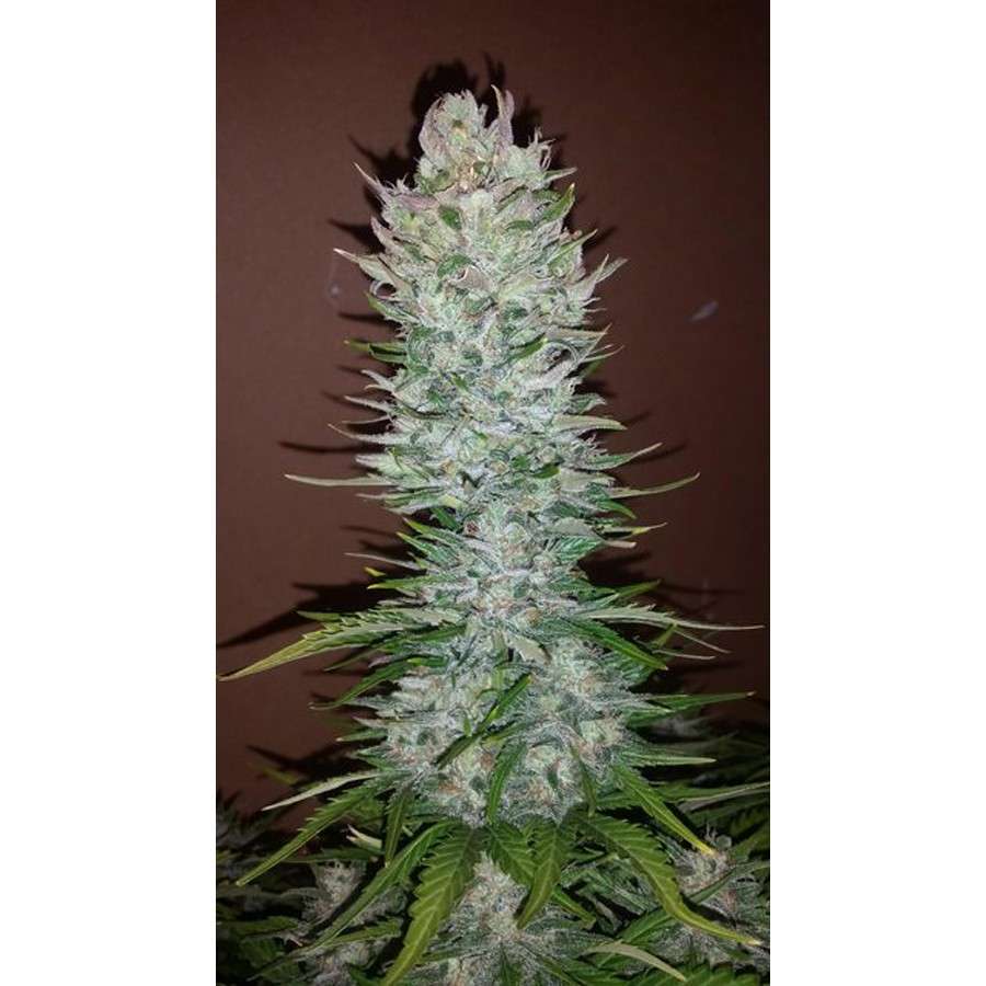 G14 Auto de FastBuds