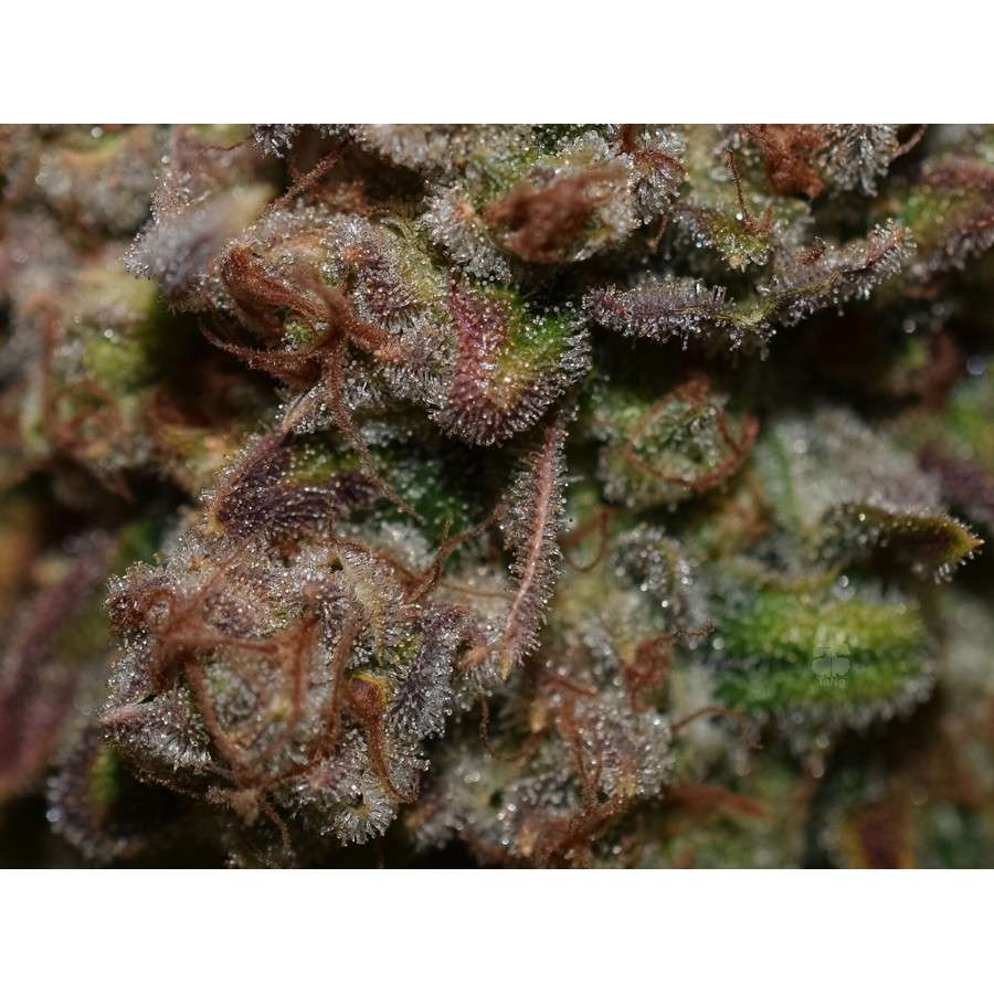 G14 Auto de FastBuds
