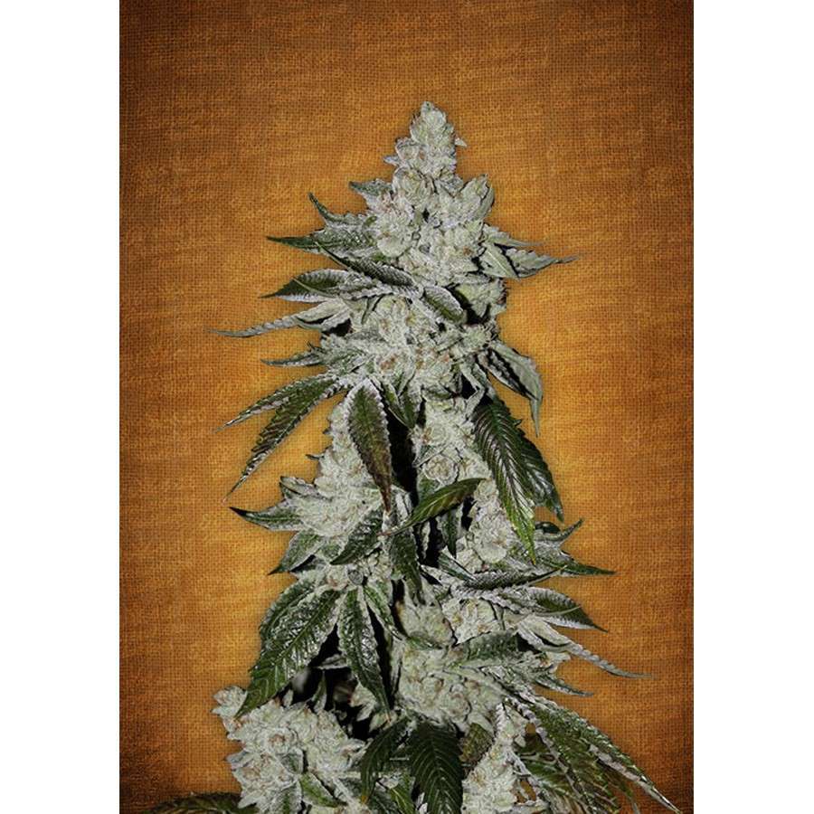 Girl Scout Cookies Auto de FastBuds