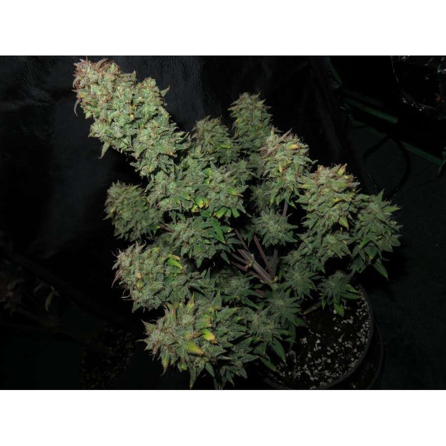 Girl Scout Cookies Auto de FastBuds
