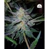 Girl Scout Cookies Auto de FastBuds