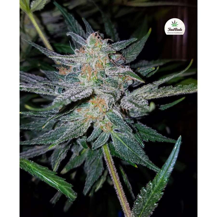 Girl Scout Cookies Auto de FastBuds
