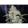 Gorilla Glue Auto de FastBuds