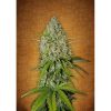 Grapefruit Auto de FastBuds