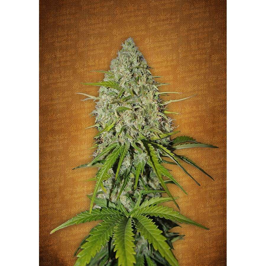 Grapefruit Auto de FastBuds