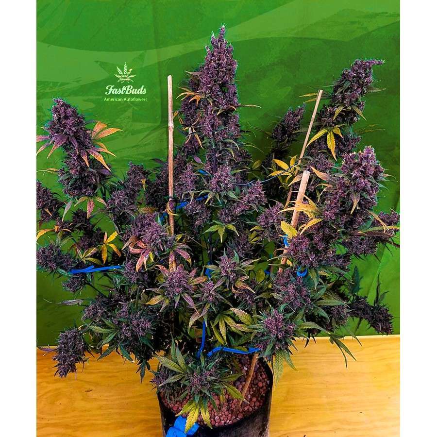LSD-25 Auto de FastBuds