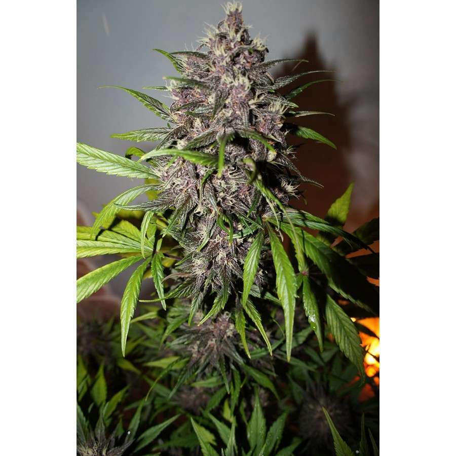 LSD-25 Auto de FastBuds