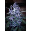 LSD-25 Auto de FastBuds