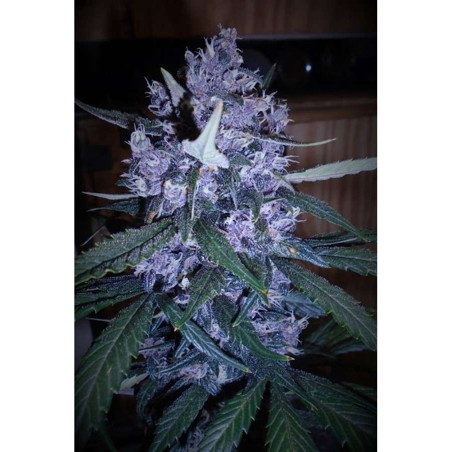 LSD-25 Auto de FastBuds
