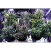 LSD-25 Auto de FastBuds