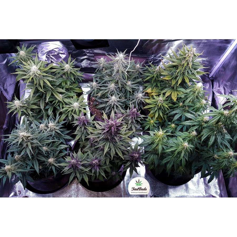 LSD-25 Auto de FastBuds