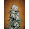 Mexican Airlines Auto de FastBuds
