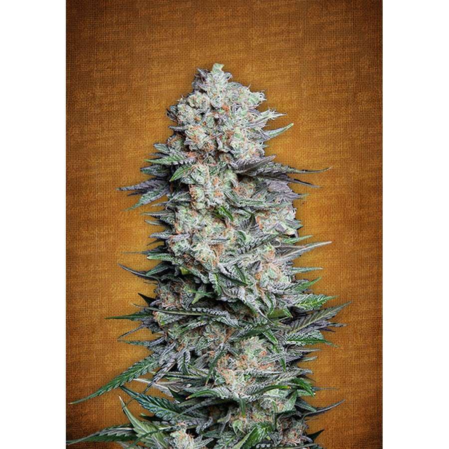 Mexican Airlines Auto de FastBuds
