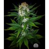 Mexican Airlines Auto de FastBuds
