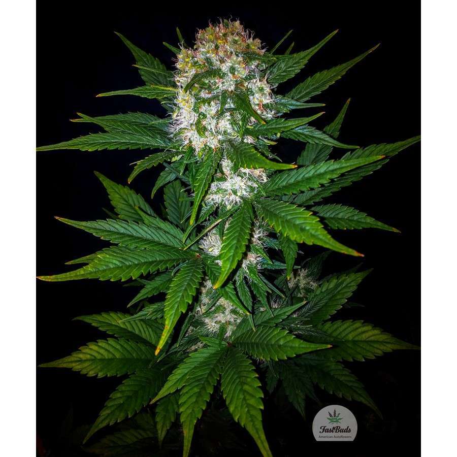 Mexican Airlines Auto de FastBuds