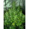 Mexican Airlines Auto de FastBuds