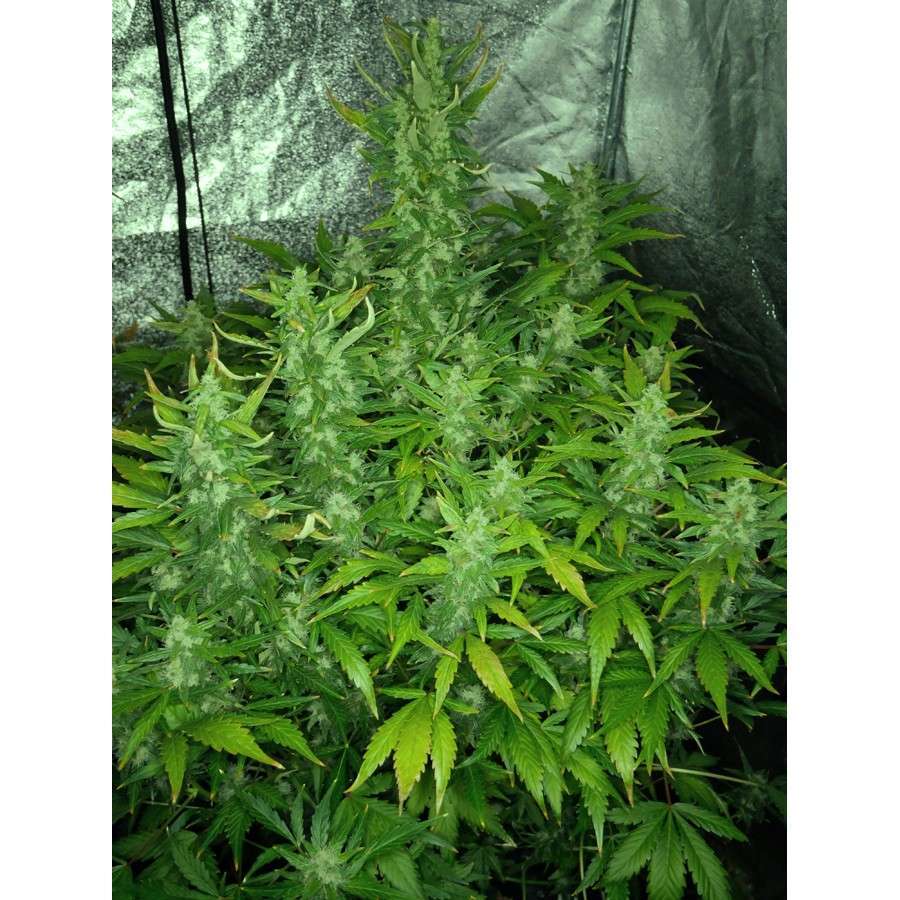 Mexican Airlines Auto de FastBuds
