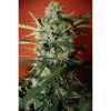 Northern Express Auto de FastBuds