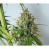 Northern Express Auto de FastBuds
