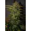 Northern Express Auto de FastBuds