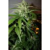 Northern Express Auto de FastBuds