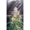 Northern Express Auto de FastBuds