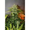 Northern Express Auto de FastBuds