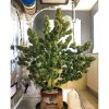 Pineapple Express Auto de FastBuds