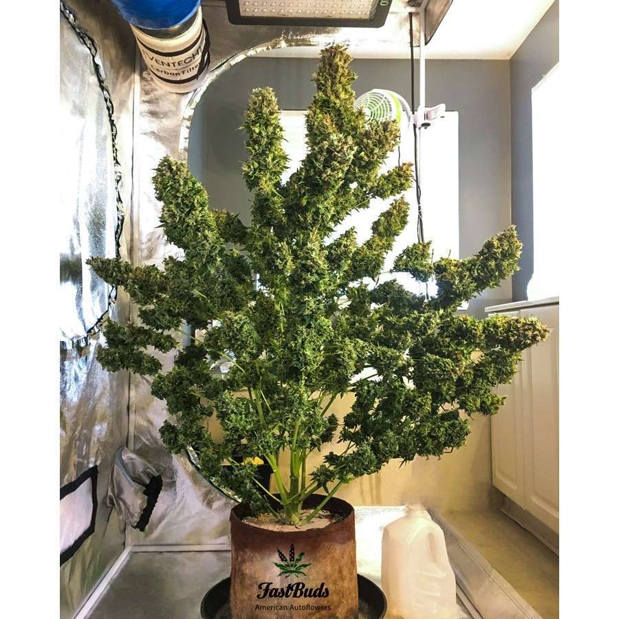 Pound Cake Auto de FastBuds