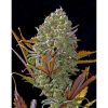 Pineapple Express Auto de FastBuds