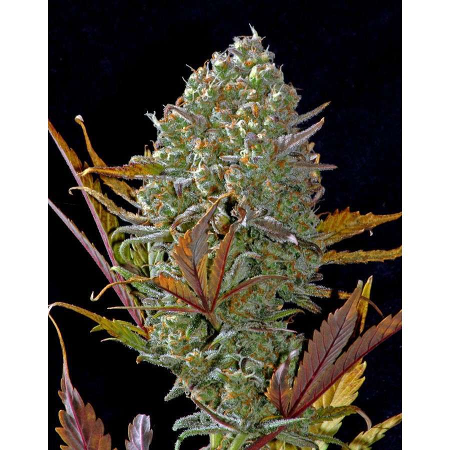 Pound Cake Auto de FastBuds