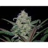 Pineapple Express Auto de FastBuds