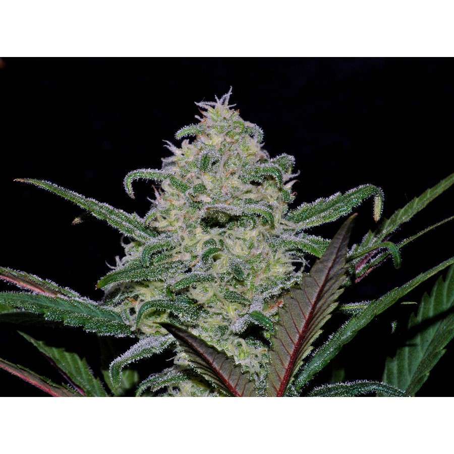 Pound Cake Auto de FastBuds