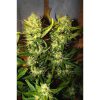 Pineapple Express Auto de FastBuds