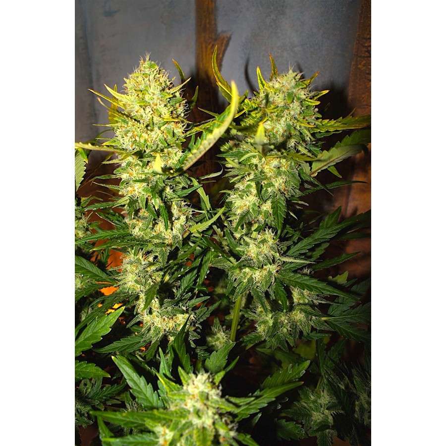 Pound Cake Auto de FastBuds