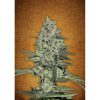 Rhino Ryder Auto de FastBuds
