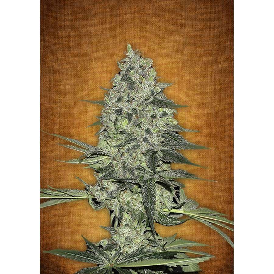 Rhino Ryder Auto de FastBuds